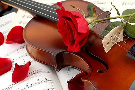 red rose and brown violin, flower, notes, violin, rose, petals, red, HD wallpaper HD wallpaper