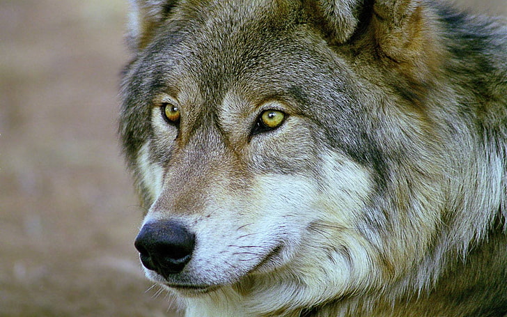 lobo cinzento e branco, animais, lobo, HD papel de parede