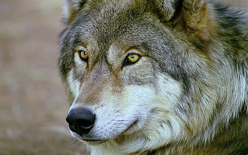 loup gris et blanc, animaux, loup, Fond d'écran HD HD wallpaper