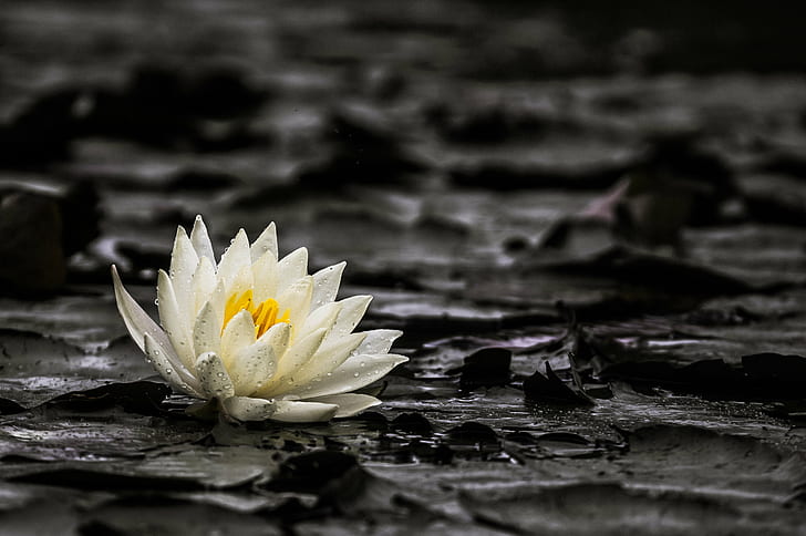 white petaled flower floating on water, water lily, water lily, Water Lily, Lily  white, water  lily, Yokohama, Lily  flower, Japan, rainy day, SLT-A57, SAL70300G, Sony, nature, petal, pond, lotus Water Lily, flower, lake, plant, flower Head, water, beauty In Nature, leaf, summer, blossom, single Flower, close-up, outdoors, backgrounds, yellow, freshness, HD wallpaper