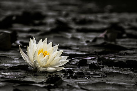 white petaled flower floating on water, water lily, water lily, Water Lily, Lily  white, water  lily, Yokohama, Lily  flower, Japan, rainy day, SLT-A57, SAL70300G, Sony, nature, petal, pond, lotus Water Lily, flower, lake, plant, flower Head, water, beauty In Nature, leaf, summer, blossom, single Flower, close-up, outdoors, backgrounds, yellow, freshness, HD wallpaper HD wallpaper