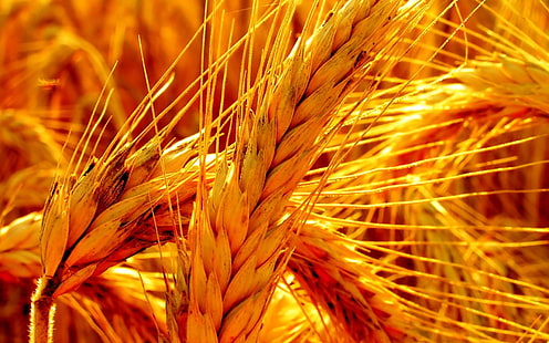 пшеница, природа, посевы, колоски, HD обои HD wallpaper