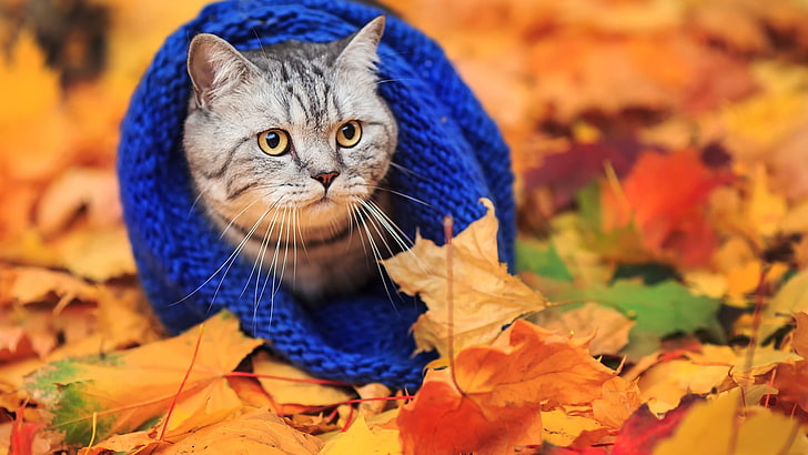 silver tabby cat, animals, cat, woolly hat, leaves, fall, HD wallpaper