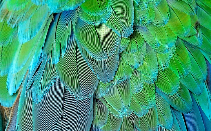 Feathers, green, feather, papagal, texture, parrot, HD wallpaper