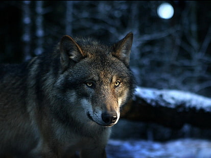 black, moon, werewolf, white, wolf, HD wallpaper HD wallpaper