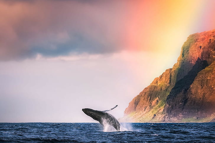 Невероятен кит, гърбав кит, океан, кит, животно, плаж, планина, HD тапет