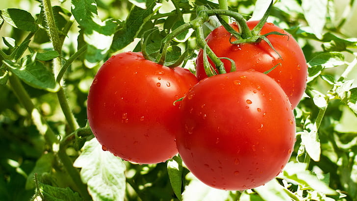 Owoce, Pomidor, Warzywa, Tapety HD