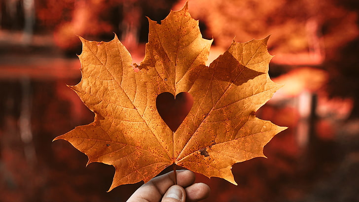 Autumn leaf Love heart 4K, Love, Heart, Autumn, leaf, HD wallpaper