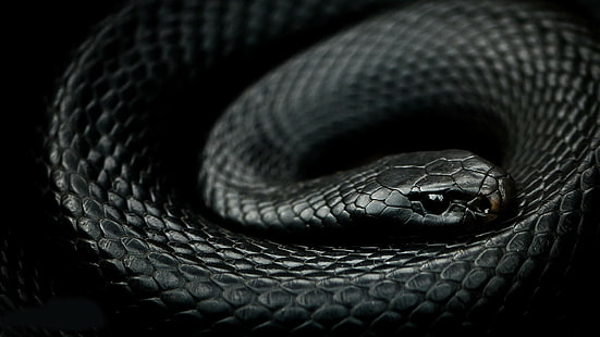mamba, serpiente, animales, reptiles, Fondo de pantalla HD HD wallpaper