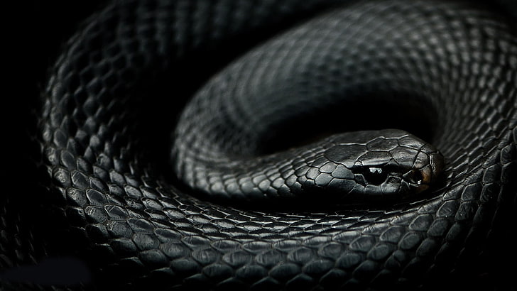 рептилии, змеи, мамба, животные, черные, чешуя, HD обои
