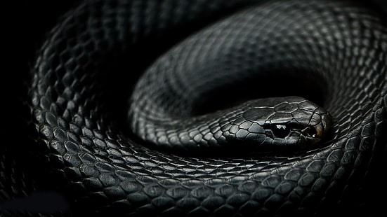 reptil, ular, mamba, binatang, hitam, sisik, Wallpaper HD HD wallpaper