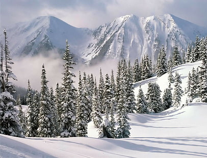 arboles, invierno, naturaleza, paisaje, Fond d'écran HD HD wallpaper