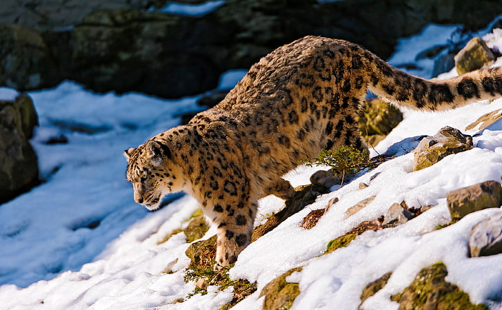 Snow Leopard Walking Down, cheetah, Animals, Wild, Walking, Beautiful, Leopard, Snow, Snowy, snow leopard, wild animal, enclosure, walking down, HD wallpaper