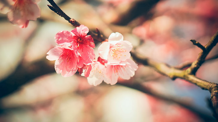 macro, blossoms, HD wallpaper