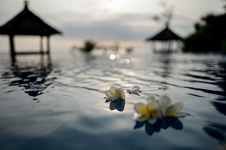 tilt shift photo of two white flowers floating on water, Paradise, tilt shift, photo, white, flowers, water, holiday, bali, urlaub, tropical, travel, indonesia, asia, relax, wellness, nature, lake, summer, beauty In Nature, outdoors, HD wallpaper