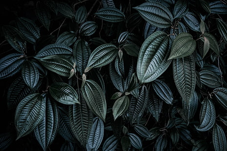 緑の葉の植物、葉、植物、枝、暗い、 HDデスクトップの壁紙 HD wallpaper