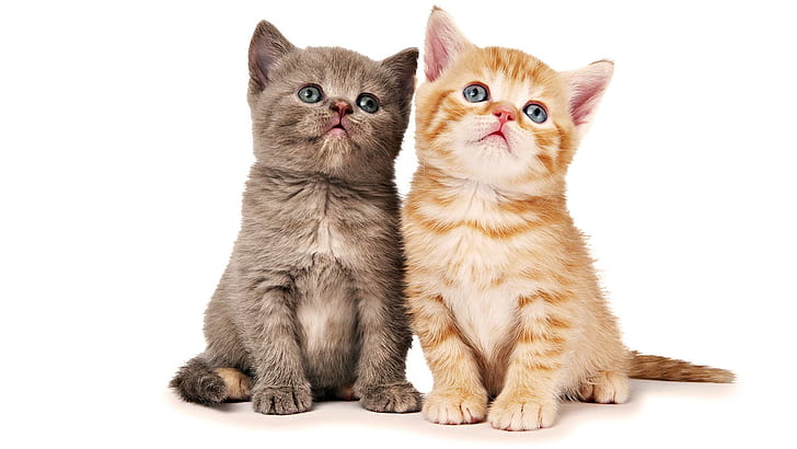 Brother Cats Posing, pomarańczowy pręgowany kotek i brązowy pręgowany kotek, koci, kotek, słodki, bracia, zwierzę, zwierzęta, Tapety HD