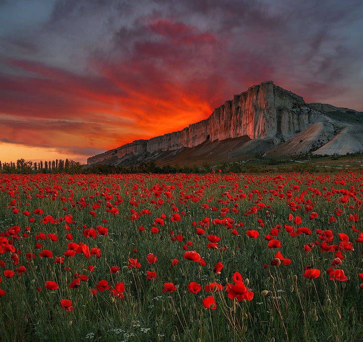 field, sunset, flowers, rock, Maki, meadow, Russia, Crimea, White Rock, AK-Kaya, HD wallpaper
