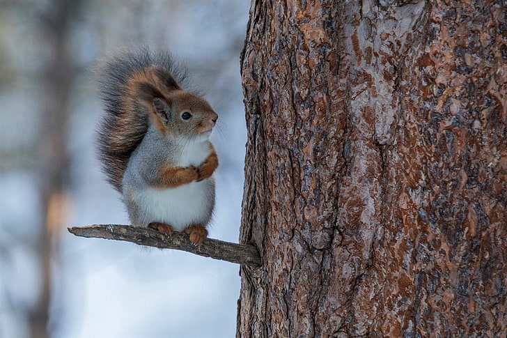 animal, branch, cute, snow, squirrel, winter, HD wallpaper