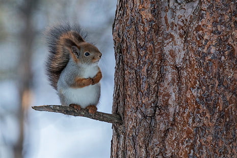 animal, branch, cute, snow, squirrel, winter, HD wallpaper HD wallpaper