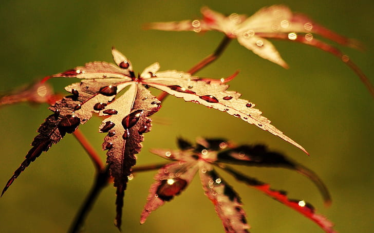 Feuilles d'automne close-up, rosée, arrière-plan flou, feuilles brun rougeâtre, automne, feuilles, rosée, flou, fond, Fond d'écran HD