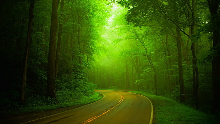 Дорога в окружении высоких деревьев цифровые обои, дорога, лес, деревья, природа, парк, весна, прогулка, тропинка, HD обои