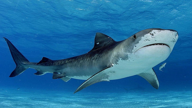 тигровая акула, акула, под водой, HD обои