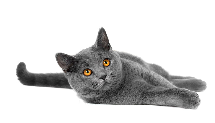 Русская голубая кошка, кот, взгляд, животное, ножки, порода, HD обои