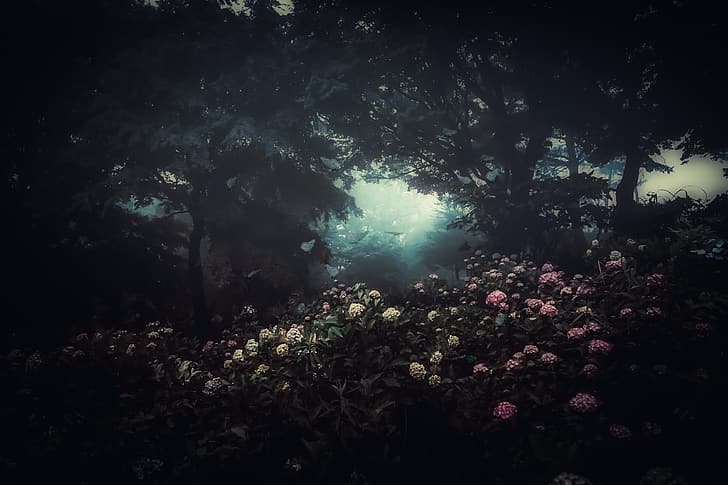 цветя, мъгла, тъмнина, HD тапет