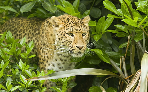 *** JAGUAR - gatto selvatico ***, selvaggio, animali, giaguaro, animale, Sfondo HD HD wallpaper