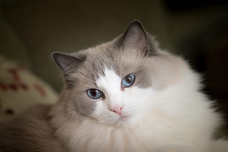 gato, olhar, focinho, olhos azuis, fofo, Ragdoll, HD papel de parede