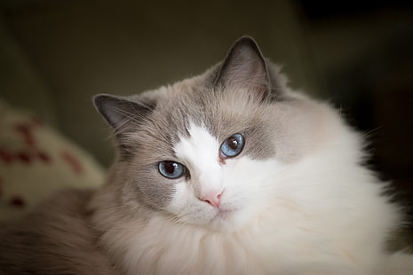 кот, взгляд, морда, голубые глаза, пушистые, Ragdoll, HD обои HD wallpaper