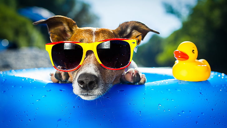 коричнево-белая собака с коротким покрытием в солнцезащитных очках с желтой и красной оправой, собака, лето, резиновые утки, HD обои