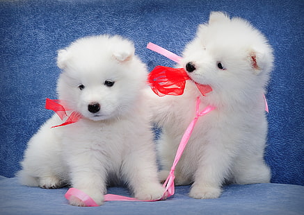 two white puppies, dogs, puppies, kids, a couple, Samoyed, HD wallpaper HD wallpaper