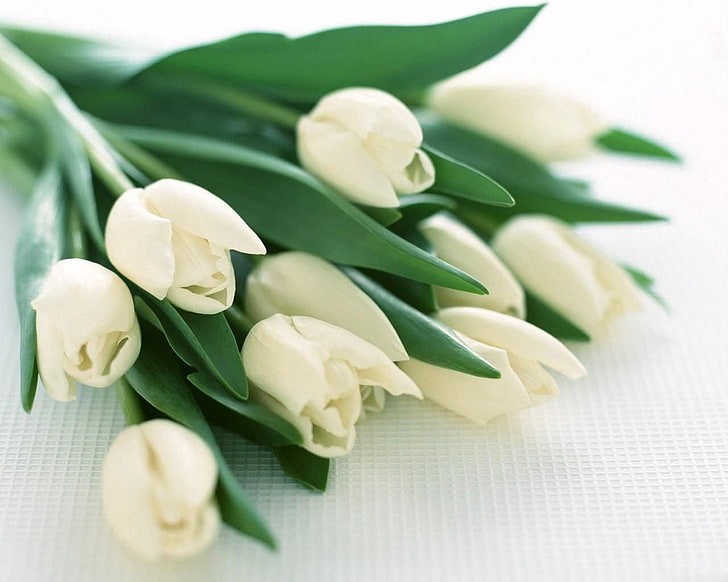 fleurs blanches, tulipes, fleurs, blanc, bouquet, douceur, printemps, Fond d'écran HD