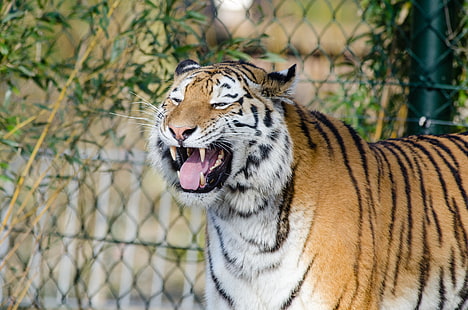 tigre negro y marrón, tigre, sonrisa, colmillos, depredador, Fondo de pantalla HD HD wallpaper