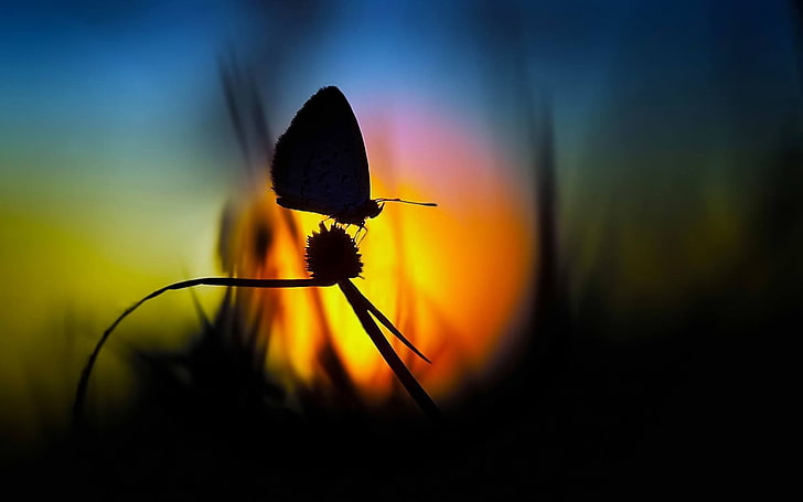 silhouette butterfly, nature, macro, flowers, butterfly, silhouette, insect, HD wallpaper