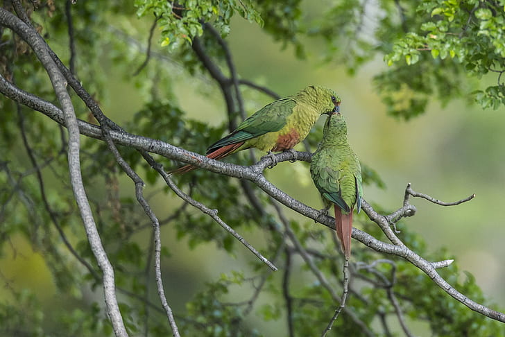 birds, branches, kiss, parrots, a couple, Emerald parrot, HD wallpaper