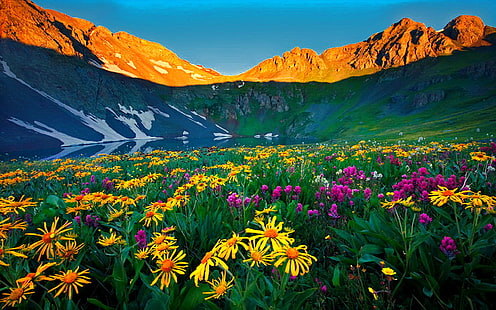 Wildblumen Colorado Alpenblumen Rocky Mountains Natur Hintergrundbilder HD 2560 × 1600, HD-Hintergrundbild HD wallpaper