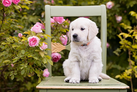 Perro, cachorro, flores, luz golden retriever cachorro, flores, cachorro, silla, rosas, perro, Fondo de pantalla HD HD wallpaper