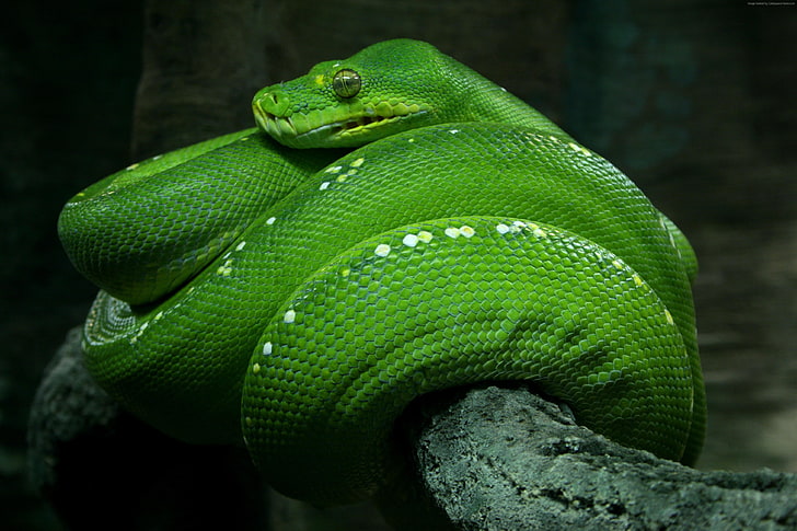 jardim zoológico, olhos, cobra, esmeralda, cingapura, verde, python, turismo, HD papel de parede