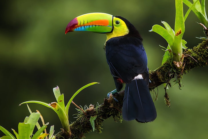 птица, клон, джунгла, Иридесцентен Тукан, Коста Рика, HD тапет