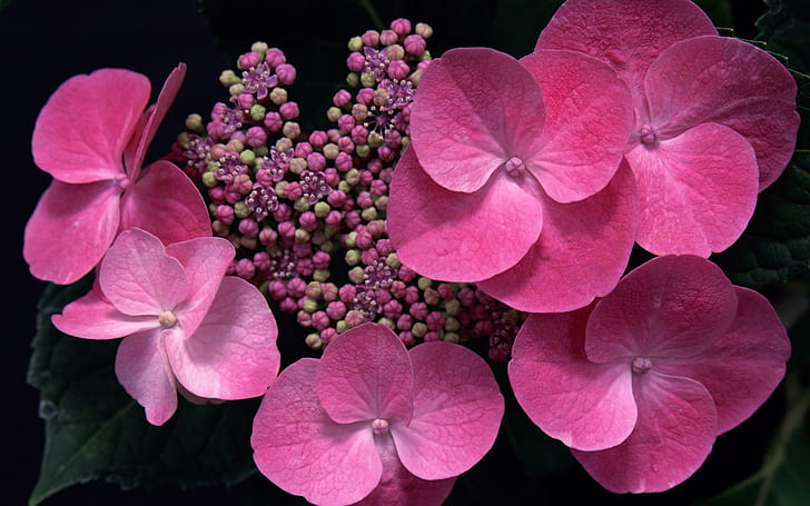 Pink flowers, Pink, Flower, HD wallpaper