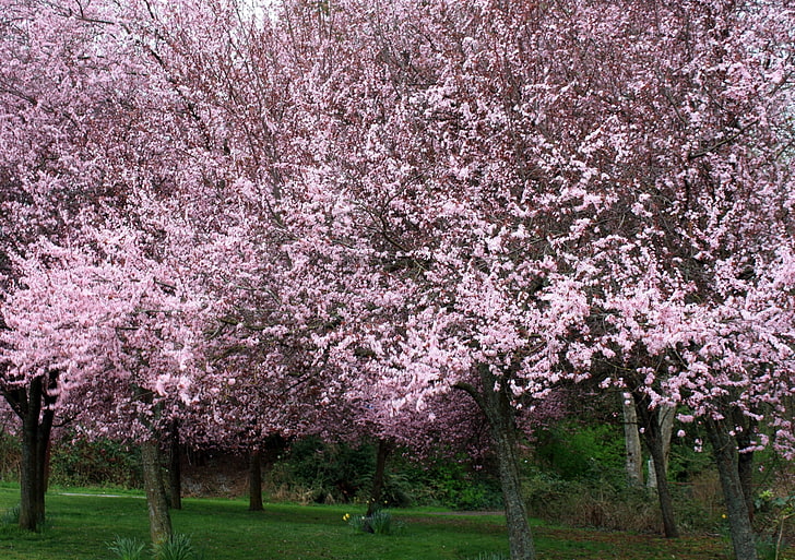 cherry blossom hd  1080p high quality, HD wallpaper