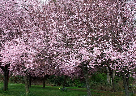 cherry blossom hd  1080p high quality, HD wallpaper HD wallpaper