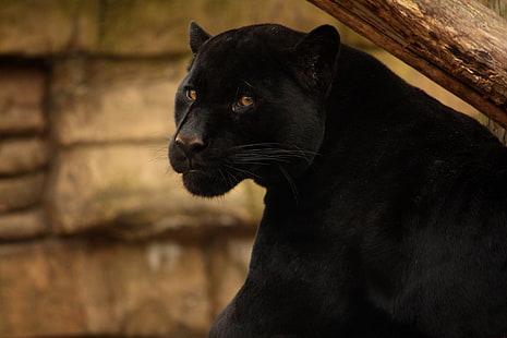 czarna pantera, twarz, drapieżnik, pantera, dziki kot, czarny jaguar, Tapety HD HD wallpaper