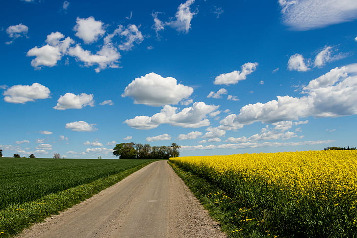 corn field near the road under white clouds during daytime, Countryside, scenery, corn field, road, white clouds, daytime, Himmel, Landscape, Landskap, Raps, Sky, Skåne, canola, fält, moln, blue, yellow, nature, rural Scene, agriculture, field, summer, outdoors, farm, cloud - Sky, HD wallpaper