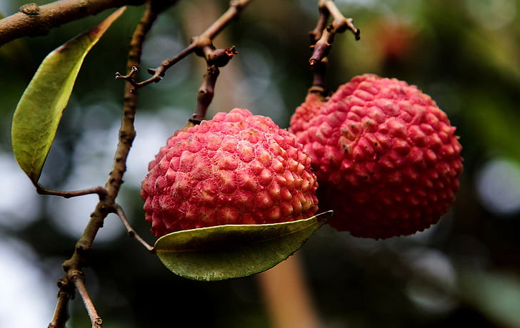 Exotic fruit, Branch, Ripe, Berry, HD wallpaper