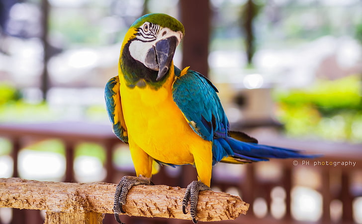 Parrot, Animals, Birds, blue, yellow, bird, close up, vivid, colors, wildlife, photography, amazing, beautifull, macro, parrot, forest, HD wallpaper
