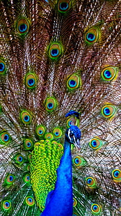 Красивый павлиний хвост, синий и зеленый павлин, Животные, Птицы, красивые, павлин, хвост, HD обои HD wallpaper